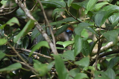 Coua reynaudii