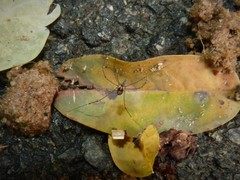 Mitostoma chrysomelas