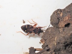 Eremocoris podagricus