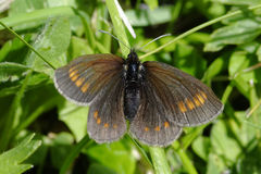Erebia pharte