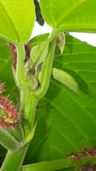 Enchenopa squamigera