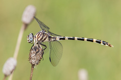 Phyllogomphoides stigmatus