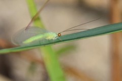 Chrysopodes collaris