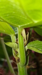 Enchenopa squamigera