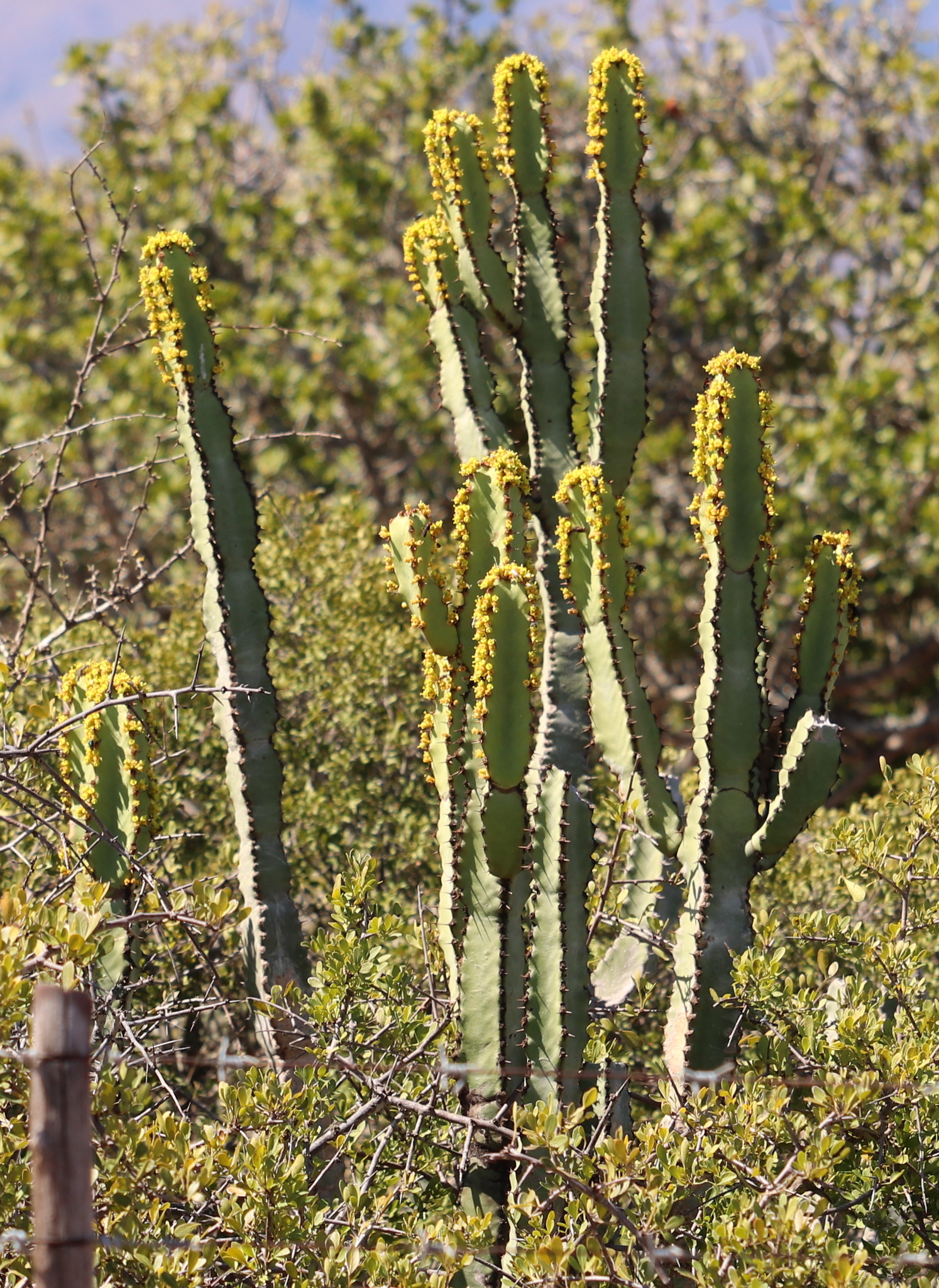 Euphorbia caerulescens