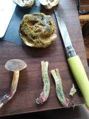 Xerocomellus diffractus