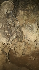 Rhinella granulosa