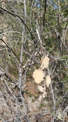 Malacothamnus niveus