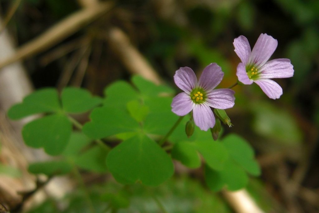 Vinagrillo Rosado