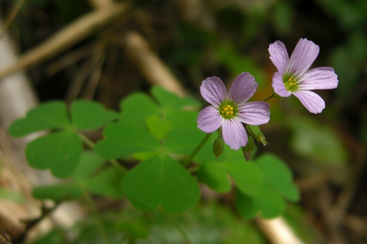 Oxalis rosea