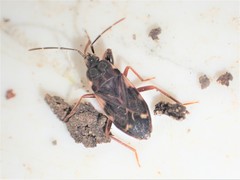 Eremocoris podagricus