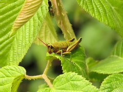 Agesander ruficornis
