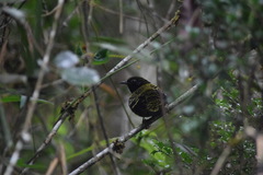 Philepitta castanea