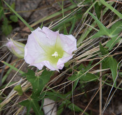 Ipomoea thurberi