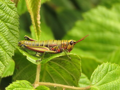 Agesander ruficornis