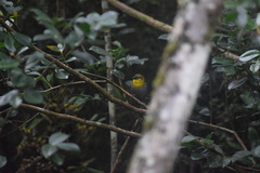 Ploceus nelicourvi