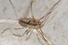Odiellus troguloides