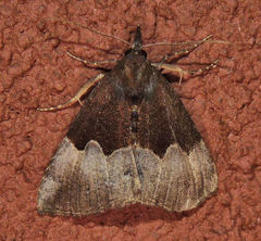 Hypena appalachiensis