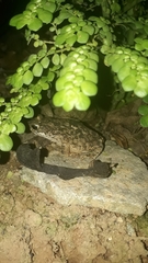 Rhinella granulosa