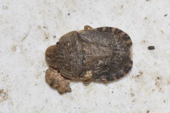 Sciocoris microphthalmus