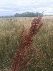 Rumex aquaticus
