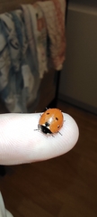 Coccinella septempunctata