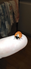 Coccinella septempunctata