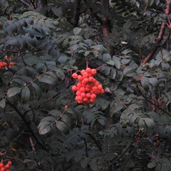 Sorbus decora