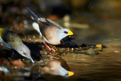 Poephila acuticauda acuticauda