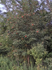 Sorbus decora