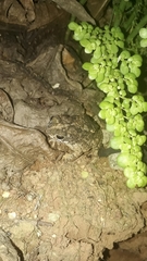 Rhinella granulosa