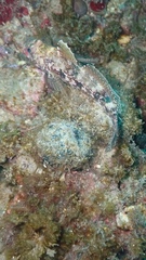 Gobius cruentatus