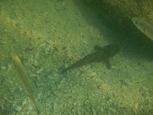 Glavoč blatar (Gobius niger)