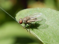 Diptera