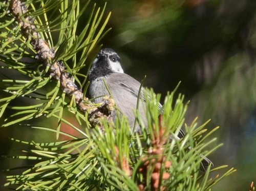 iNaturalist observation photo of Mountain Chickadee
