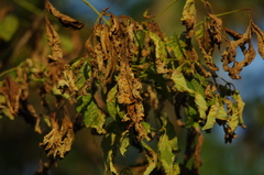 Puccinia sparganioidis
