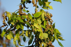 Puccinia sparganioidis