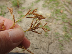 Cyperus articulatus