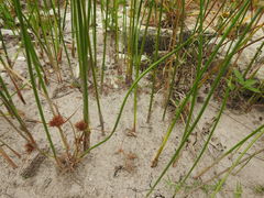 Cyperus articulatus