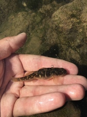 Gillichthys mirabilis