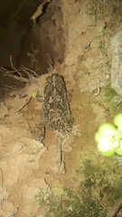Rhinella granulosa