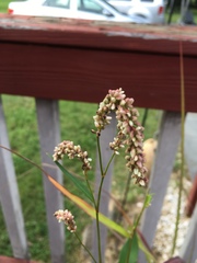 Persicaria
