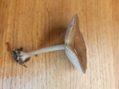 Melanoleuca exscissa