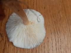 Melanoleuca exscissa