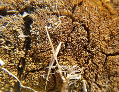 Bryopsida