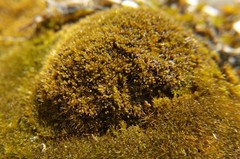 Bryopsida