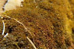 Bryopsida