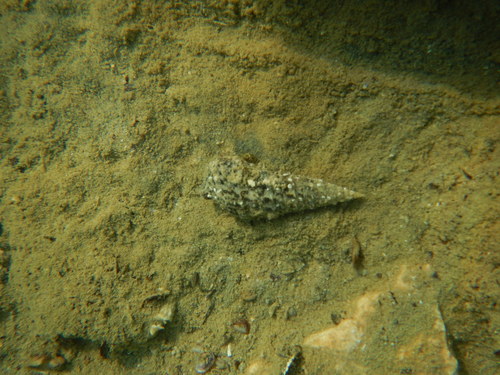 ihlanka obyčajná (Cerithium vulgatum)