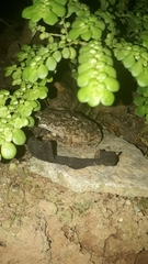 Rhinella granulosa