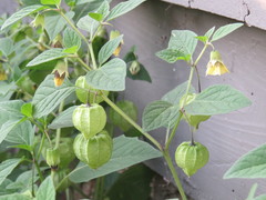 Physalis longifolia subglabrata